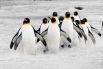 Penguins_on_the_Move_600